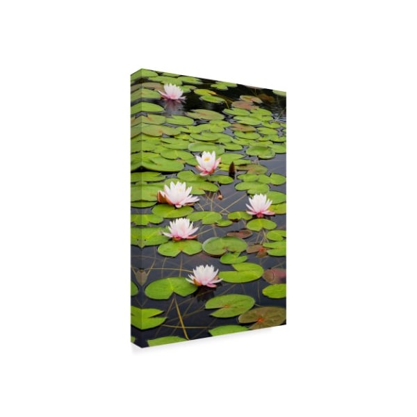 Michael Blanchette Photography 'Lily Cluster' Canvas Art,12x19